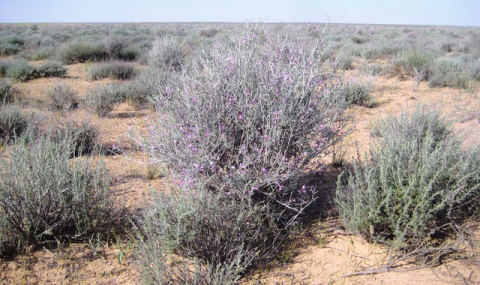 Туркменистан наращивает развитие пастбищного хозяйства в рамках года скотоводов