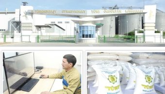 В Дашогузском велаяте досрочно выполнен план по заготовке риса