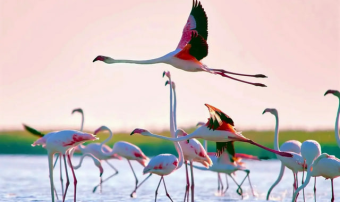 Экологический форум Центральной Азии пройдет в Астане