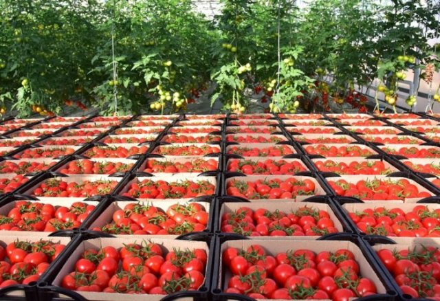 na-torgah-gtsbt-obshaya-summa-sdelok-sostavila-svyshe-7-millionov-763-tysyac-dollarov-ssha