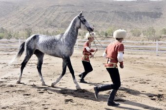 В Туркменистане развивают передовые технологии ветеринарной реабилитации лошадей