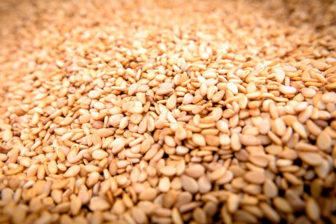 В Дашогузском велаяте собран отличный урожай кунжута 