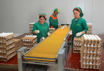 Туркменский предприниматель ежемесячно экспортирует до 15 млн яиц