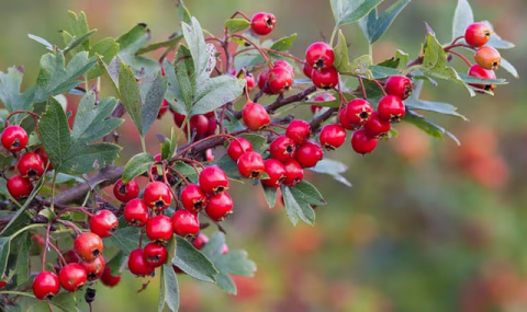 Учёные Туркменистана исследуют редкие генетические формы горного боярышника