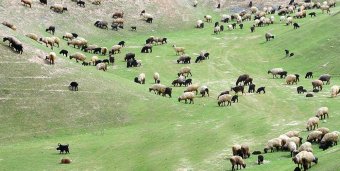Туркменистан делает уверенный шаг в развитии овцеводства