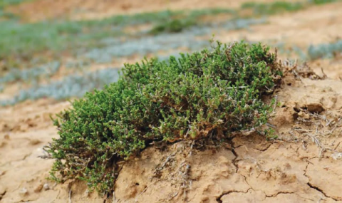 Галофиты в Туркменистане осваивают солёные земли