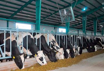 В Дашогузском велаяте животноводство занимает одно из ключевых мест  