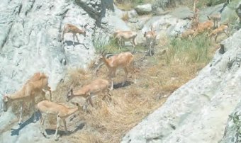 В Копетдагском заповеднике обеспечивают животных водой