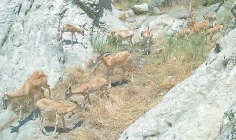 В Копетдагском заповеднике обеспечивают животных водой