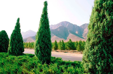 В Дашогузе продолжается акция по озеленению городских территорий  