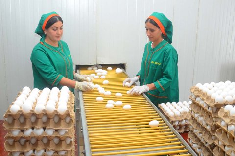 Птицеводство Туркменистана — основа продовольственного изобилия