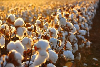 Туркменский хлопок станит сырьевой базой для текстильной отрасли Кыргызстана