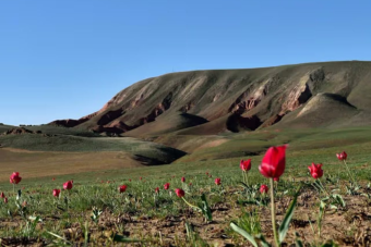 В Туркменистане зацвели редкие виды тюльпанов