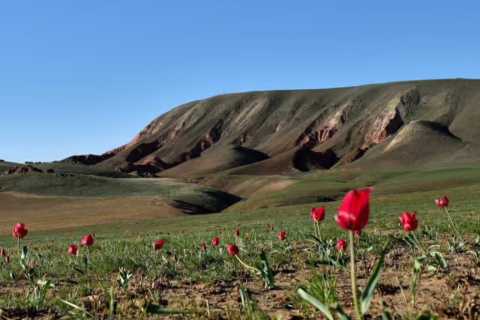 В Туркменистане зацвели редкие виды тюльпанов