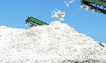 Балканский велаят Туркменистана обеспечил выполнение плана по хлопку