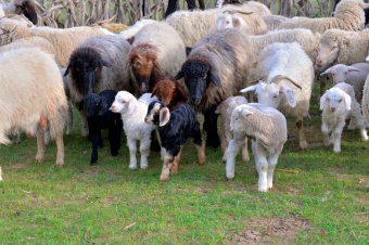 Международные эксперты обсудили пути развития животноводства в Туркменистане  