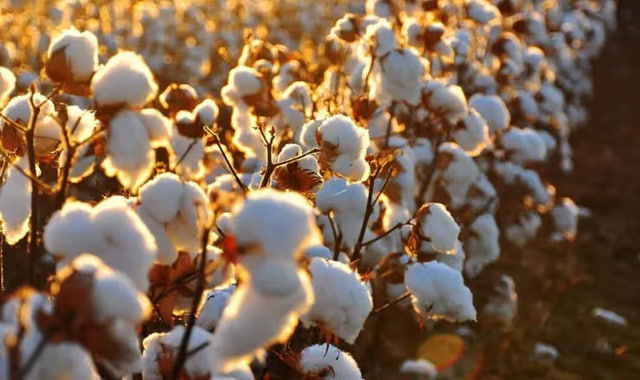 na-torgah-gtsbt-obshaya-summa-sdelok-sostavila-svyshe-7-millionov-763-tysyac-dollarov-ssha