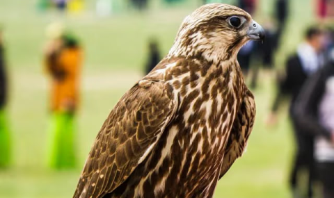 В Туркменистане введены новые правила ввоза и вывоза ловчих птиц