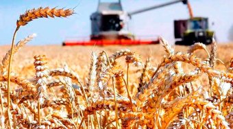 Богатый урожай озимой пшеницы собран в Дашогузском велаяте