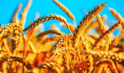 В Серахсском этрапе Туркменистана продолжаются весенние полевые работы