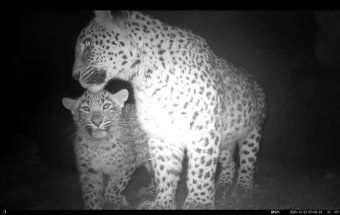   В Бадхызе обнаружена вторая самка леопарда с детёнышем