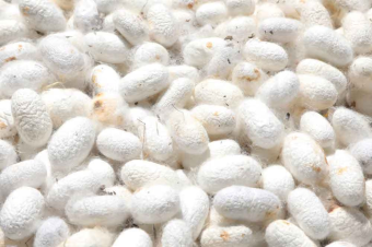 Шелководы Марыйского велаята планируют заготовить 410 тонн коконов