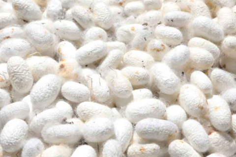 Шелководы Марыйского велаята планируют заготовить 410 тонн коконов