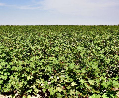 В Каракумском этрапе Туркменистана ведутся агротехнические работы хлопчатника