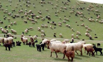 Животноводы Марыйского велаятского успешно завершили окотную кампанию