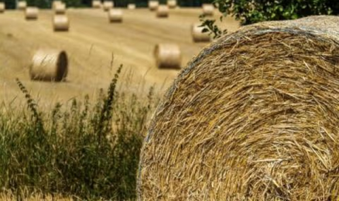 Животноводы Мургабского оазиса продолжают заготовку кормов к зиме