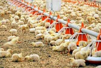 «Nurly meýdan» укрепляет птицеводческую отрасль Туркменистана