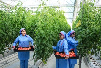  В Балканском велаяте запущена высокотехнологичная теплица