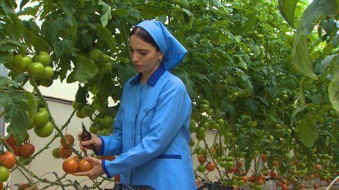 Балканские предприниматели круглый год обеспечивают рынок свежими томатами