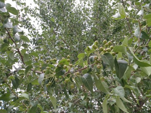В центре Ашхабада растут редчайшие виды груш занесённых в Красную книгу