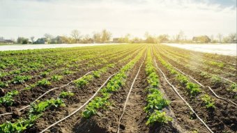 В Туркменистане внедряют новые технологии капельного орошения для экономии воды