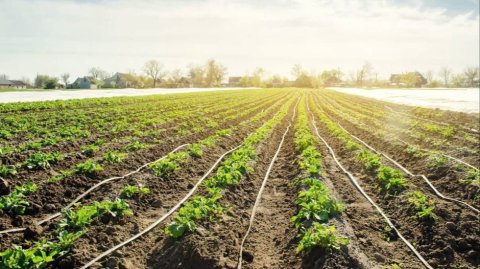В Туркменистане внедряют новые технологии капельного орошения для экономии воды