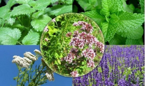 В Туркменистане пройдет онлайн-олимпиада по защите растений