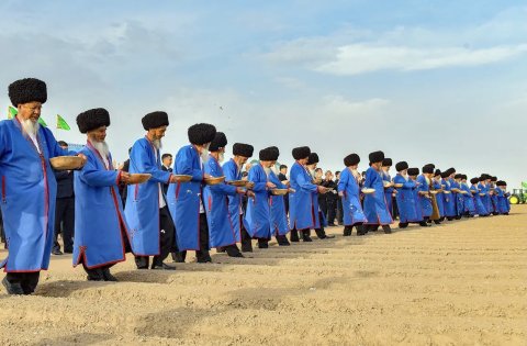 В Дашогузском велаяте посевная кампания хлопчатника выходит на активную фазу 