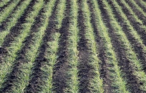 Зерноводы Каракумского этрапа обеспечивают надлежащий уход за урожаем пшеницы  