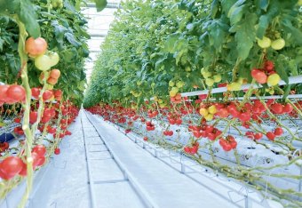 Курс агробизнеса Туркменистана на продовольственную устойчивость