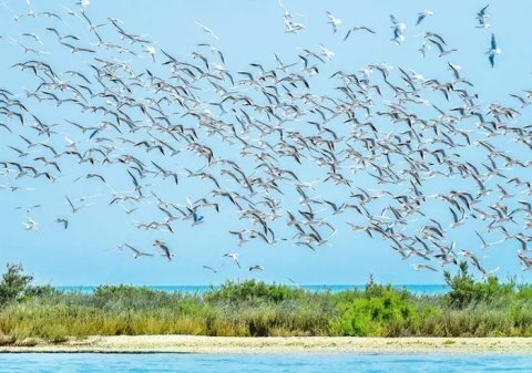 Миграция перелётных птиц началась на берегу Каспийского моря в Туркменистане