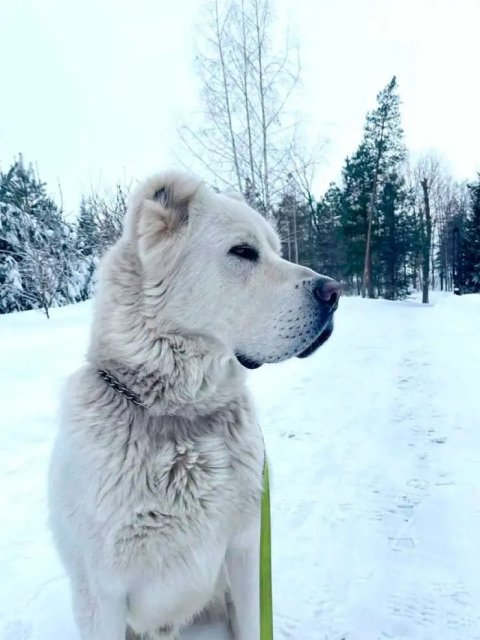 Туркменский алабай Ak dost стал чемпионом России