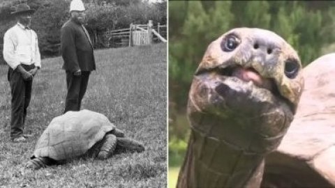 Самому старому животному в мире – черепахе Джонатану исполнился 191 год